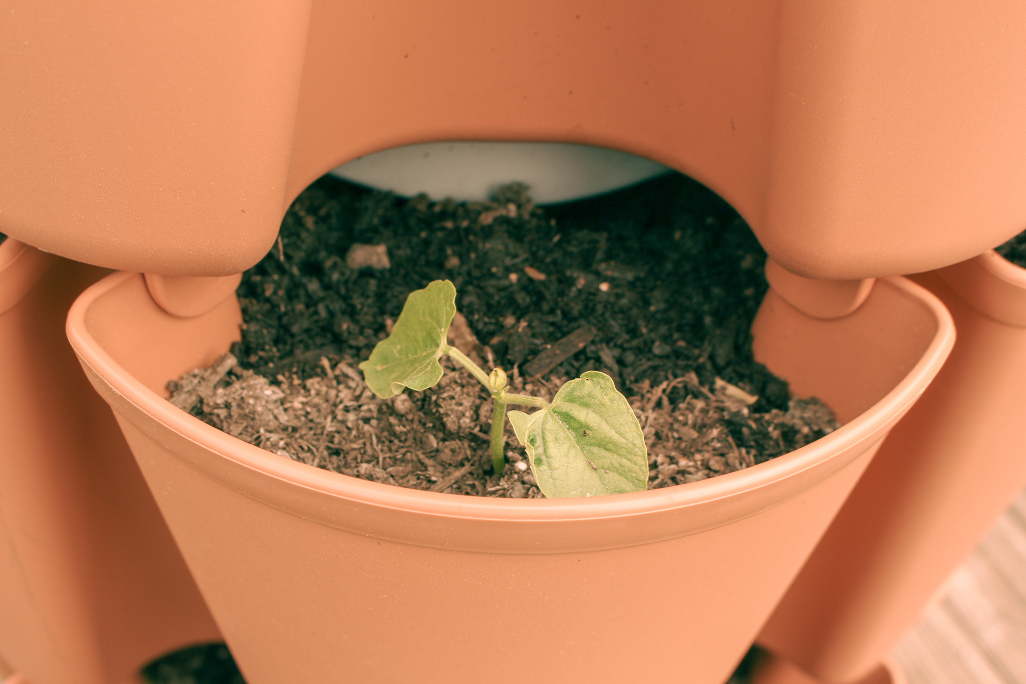 Flourish & Reap The Benefits of Vertical Gardening