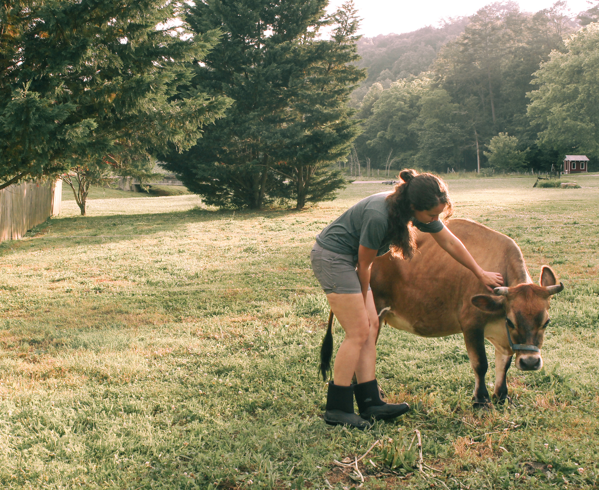 Our First Year of Cow Ownership: 4 Mistakes
