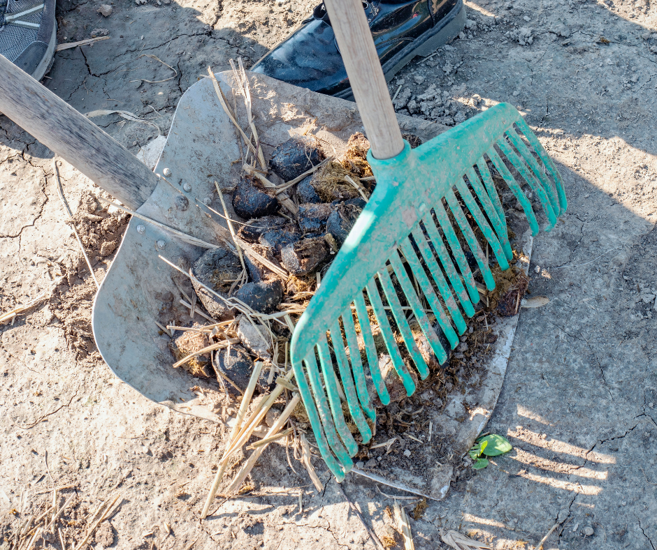 homesteaders cleaning up animal manure