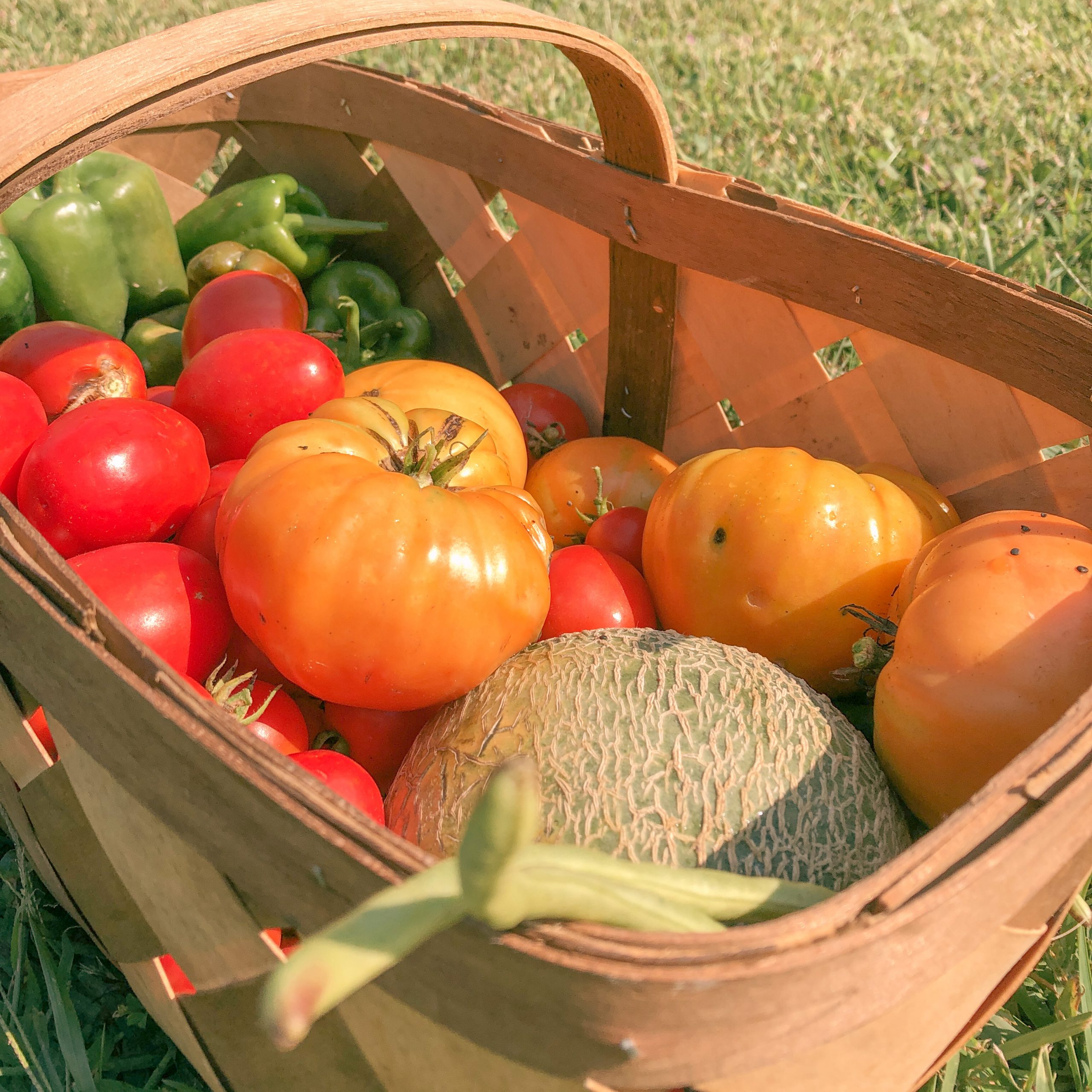 How To Plan A Small Vegetable Garden for Beginners