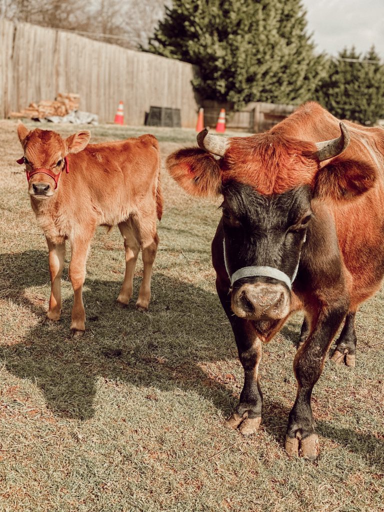 jersey calf and cow on small homestead