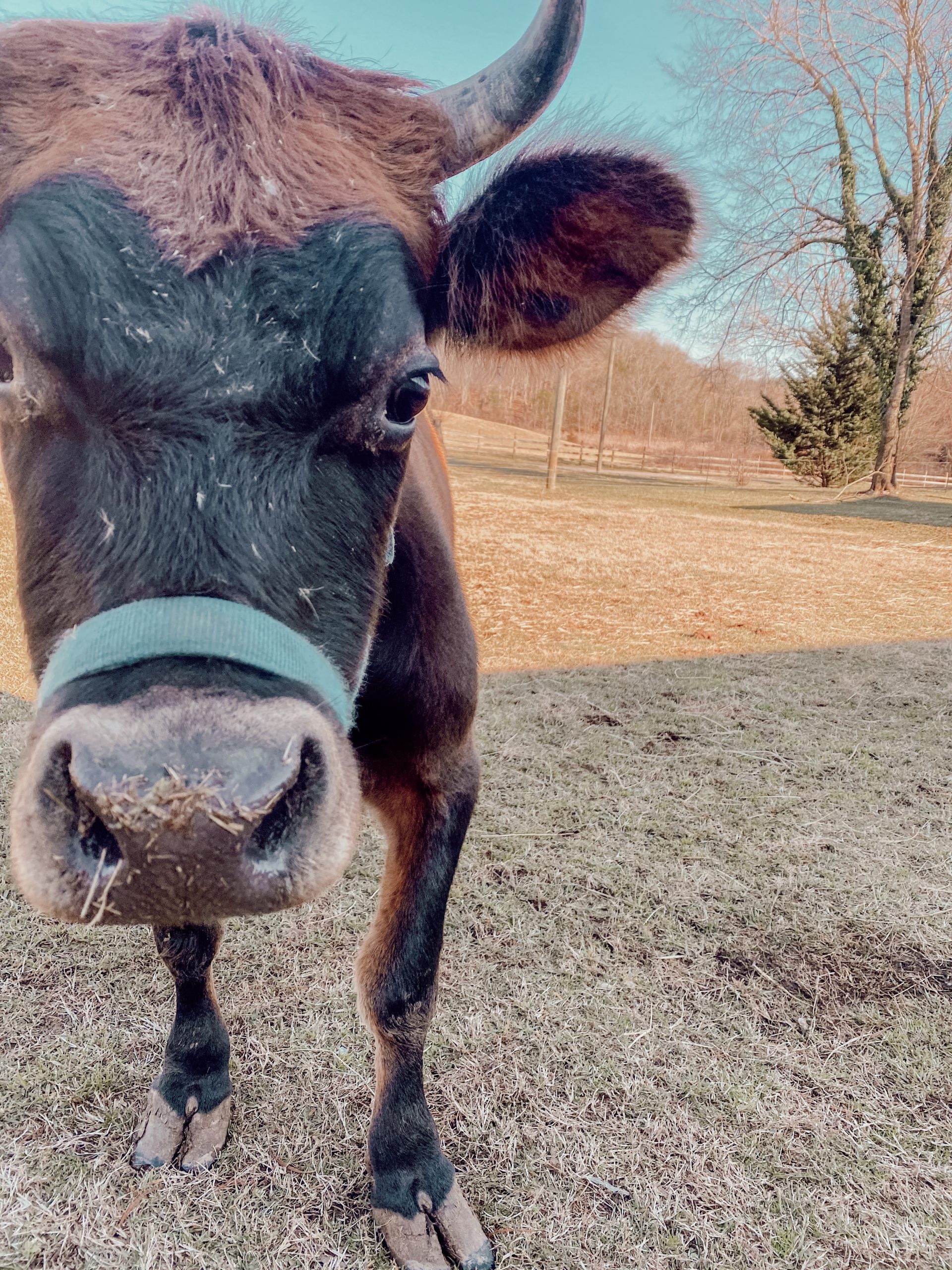 Homestead Dairy Cow: Genetics and What To Look For