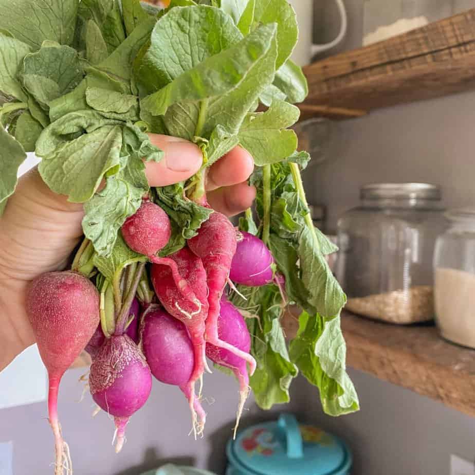 garden fresh radishes held in hand