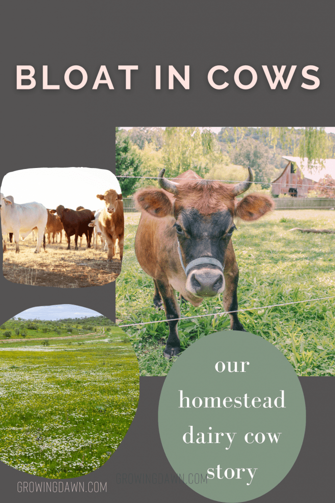 what causes bloat in cows our homestead dairy cow story pin image