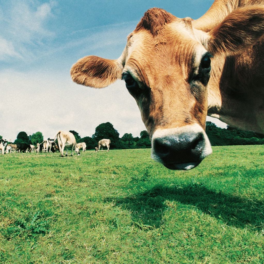 jersey cow with other cows on acres of land