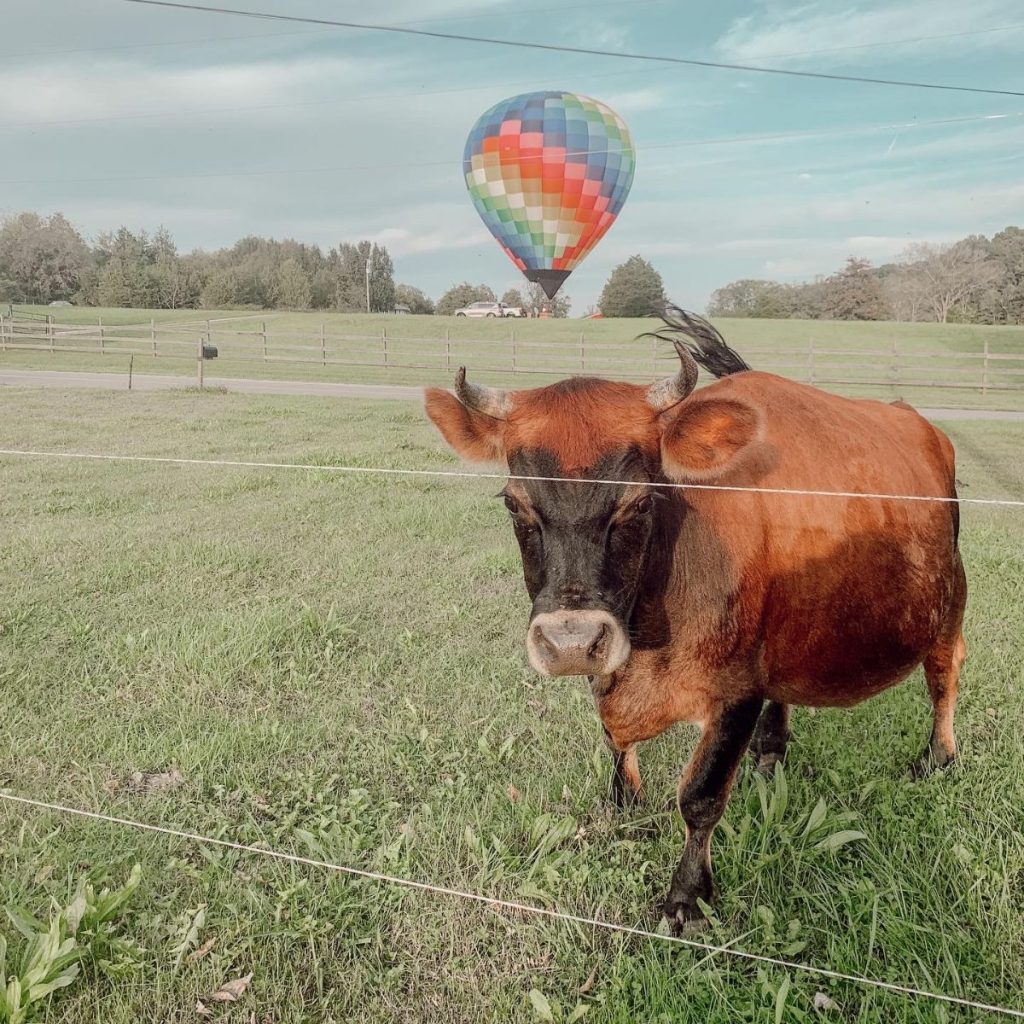 mini jersey cow with horns in front of hot air balloon
