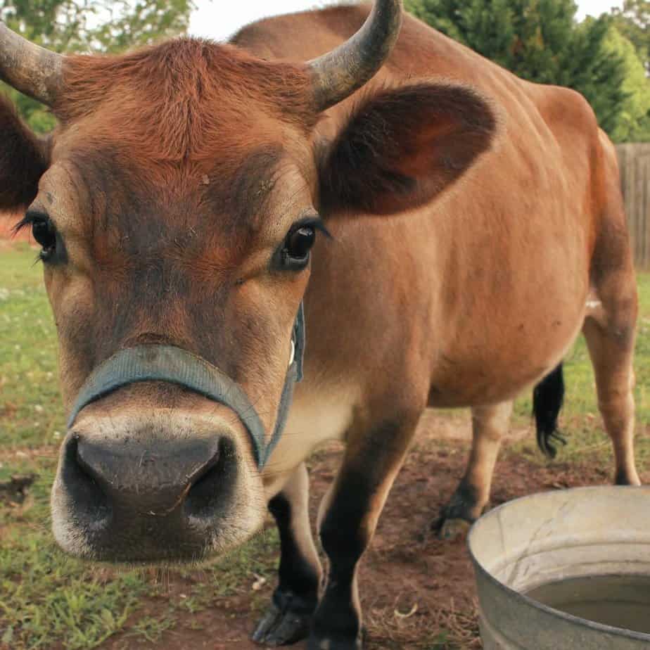 mini jersey cow with horns and blue halter