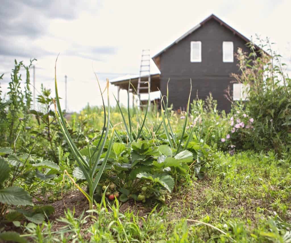 simple black homestead house with garden growing
