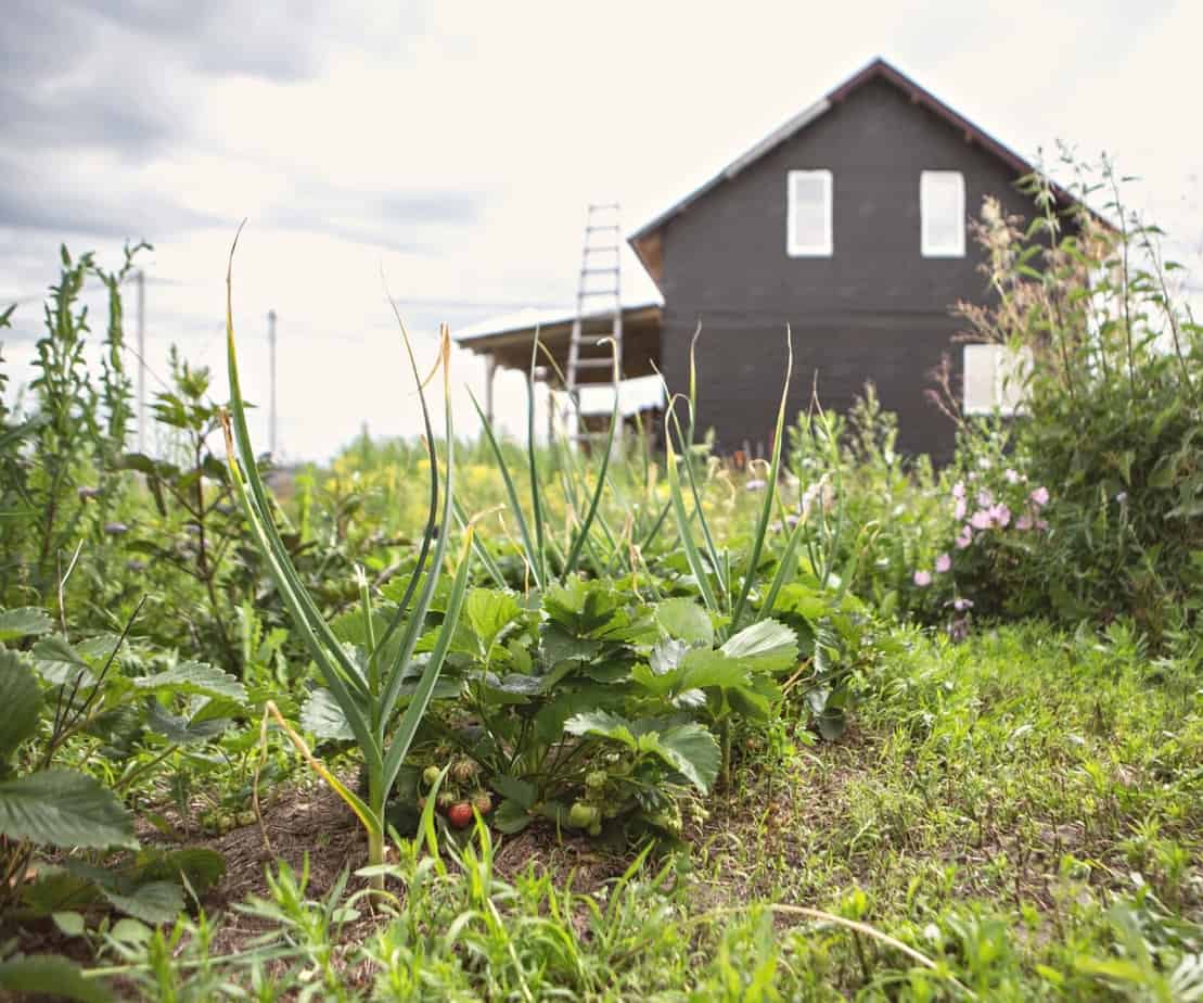 14 Frugal Homesteading Blogs: Homestead Living Tips