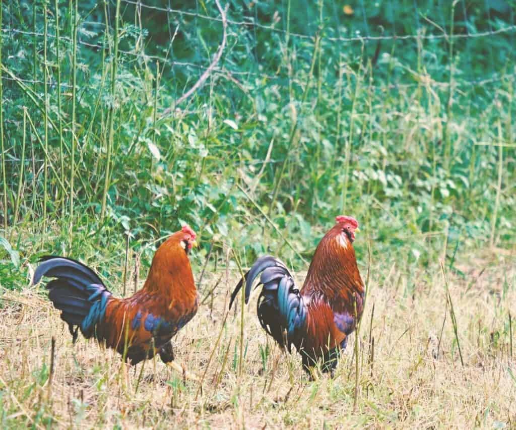 colorful roosters grazing on homestead