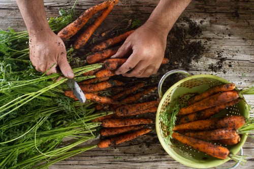 hands cutting tops off of freshly pulled carrots