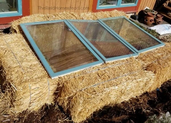 straw bale cold frame made with old windows