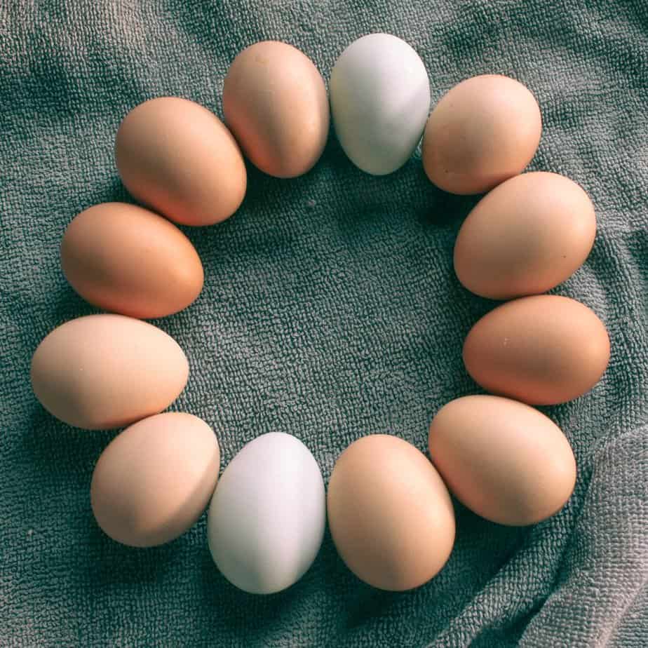 fresh chicken eggs that have not had holes pecked in them