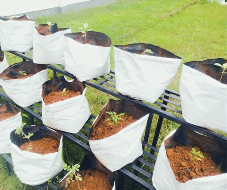 white grow bags on black metal rack